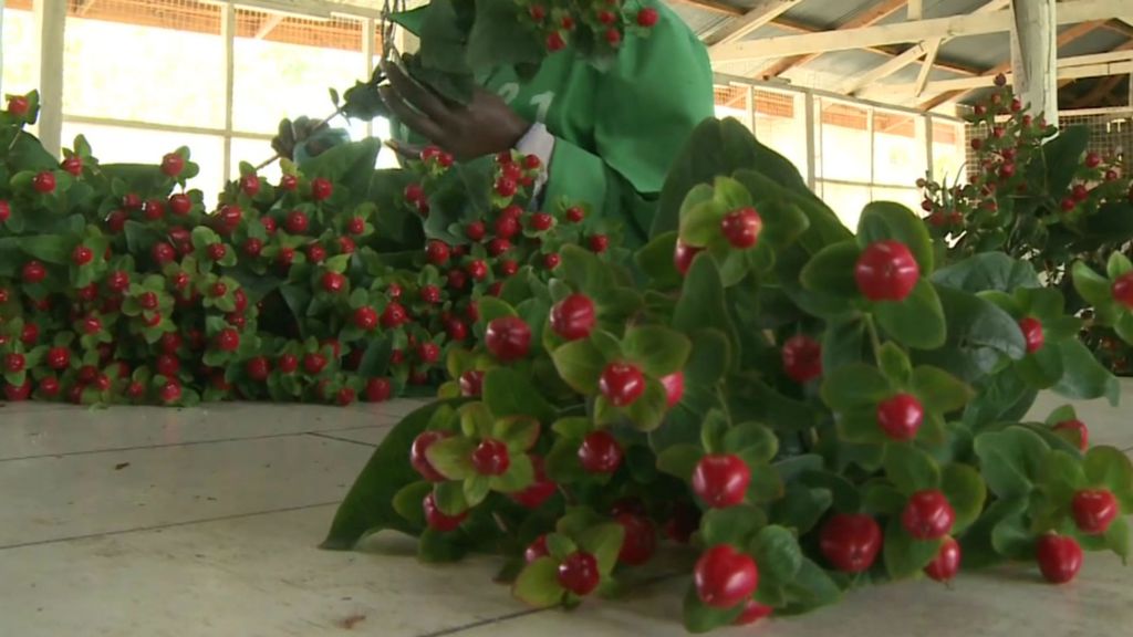Kenya's blooming flower industry bounces back BBC News