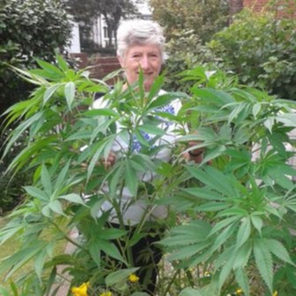 Pensioner Unwittingly Grows Cannabis Plant From Bird Seeds Bbc News