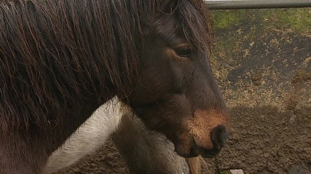 Controversy over charity's pony meat plan for Dartmoor BBC News