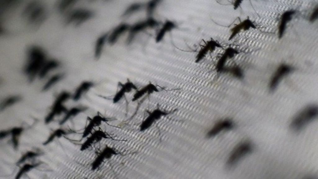 Dengue kills six in u0027worst China outbreak in decadesu0027 - BBC News