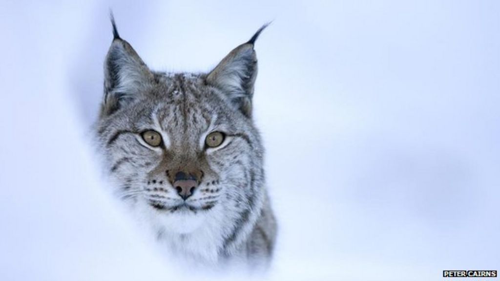 Experts to promote wild lynx effect for Scotland - BBC News