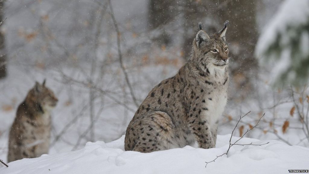 Lynx links: Five things on 'blood sucking cats' - BBC News