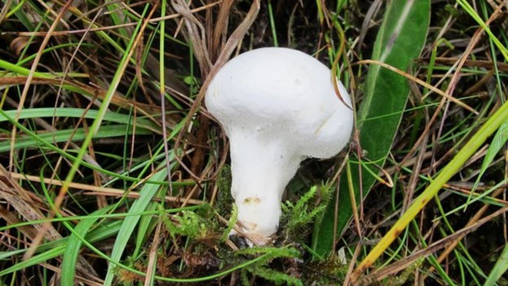 Rare fungus found in Welsh peat bog BBC News