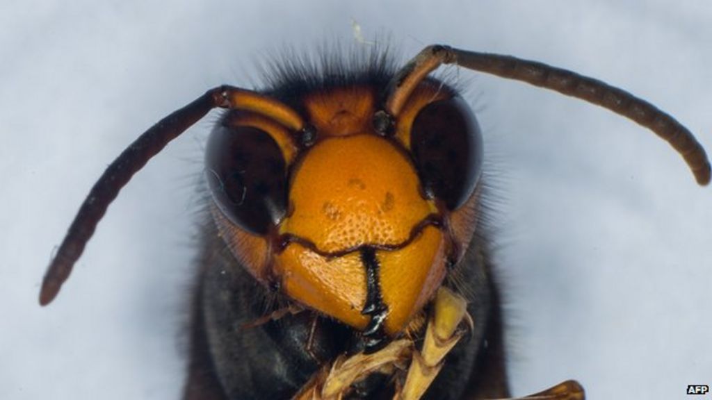 Asian Hornets Nest Closes Portuguese School BBC News    78176704 Vespavelutina Afp 