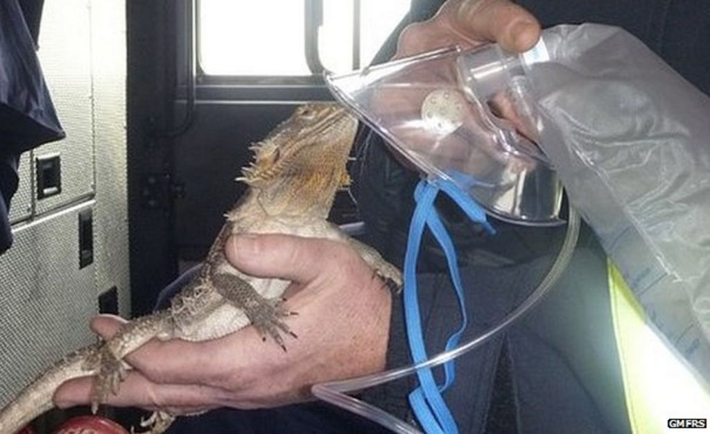 Bearded dragon given oxygen after Bolton fire rescue - BBC News