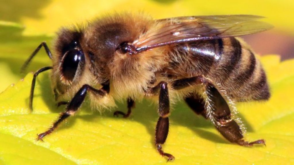 New Zealand Honey smugglers sent packing BBC News