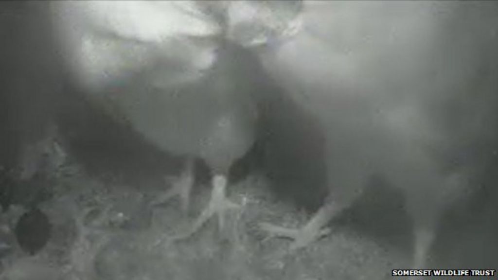 Somerset Barn Owl Webcam Spots Female In Nesting Box Bbc News