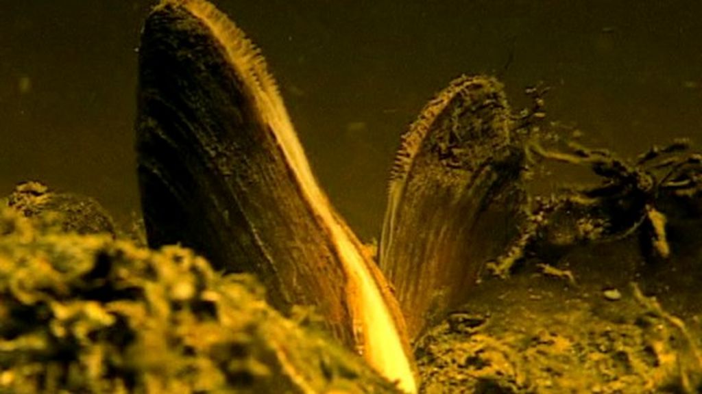 Project to protect freshwater pearl mussels in Gwynedd river BBC News