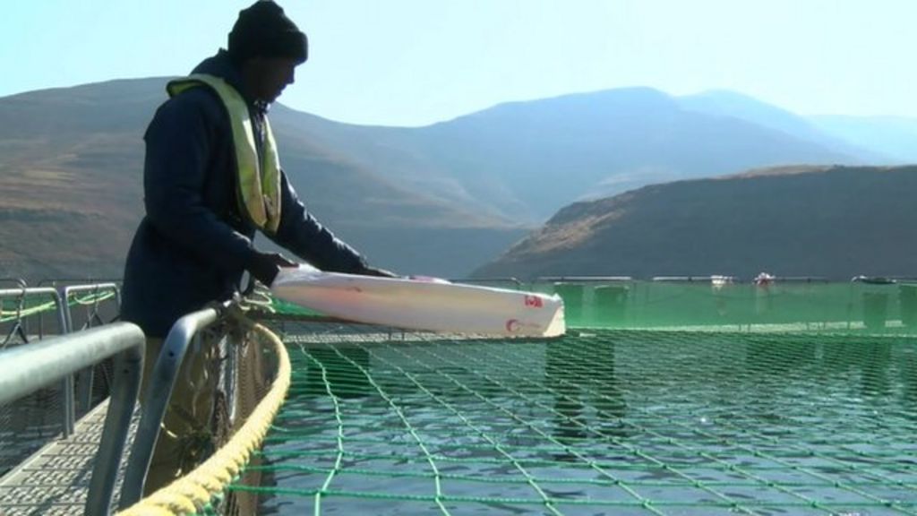 Trout farming in landlocked Lesotho is an export success BBC News