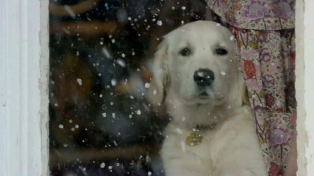 TV stars Joanna Scanlan and Vicki Pepperdine on their Puppy Love BBC News