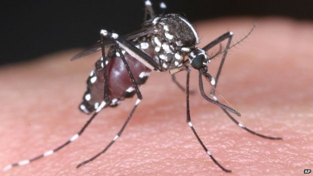 Taiwan Dengue fever mosquito competition offers prizes BBC News