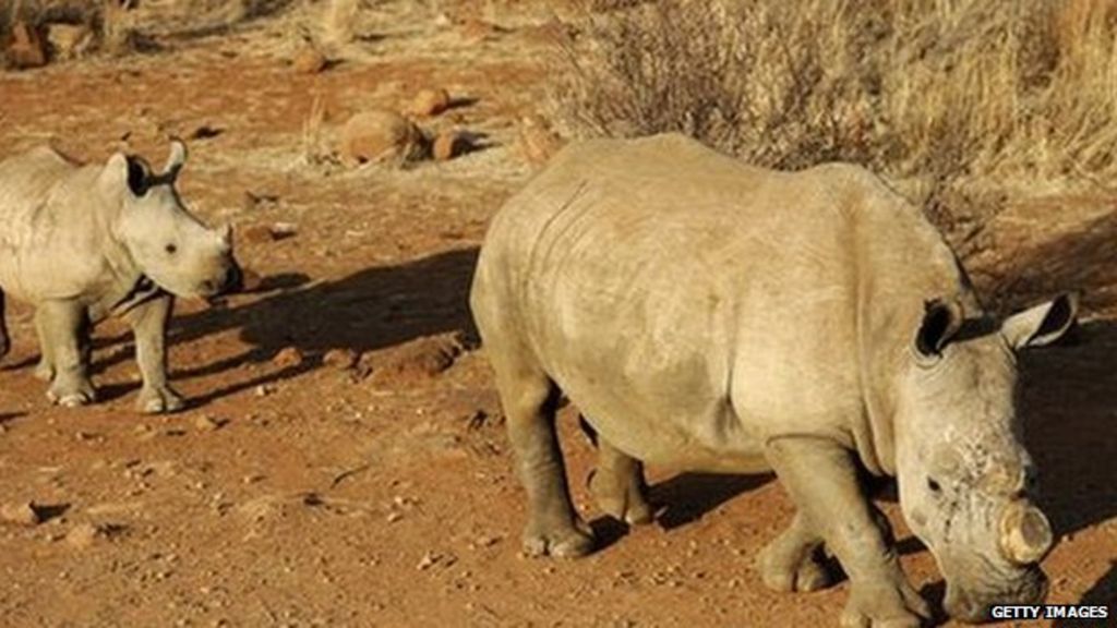 Vietnamese 'rhino horn traffickers' charged in South Africa - BBC News