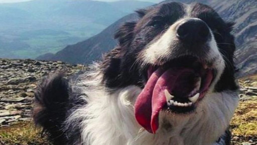 Jasper the dog found safe following social media campaign BBC News