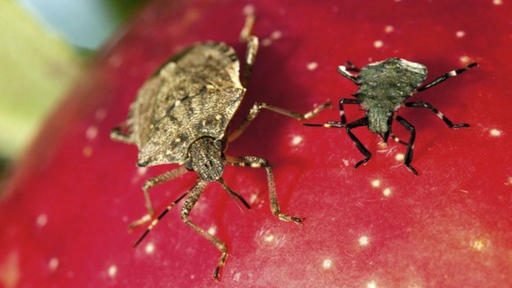 stink bug pest could get to uk bbc news stink bug pest could get to uk bbc news