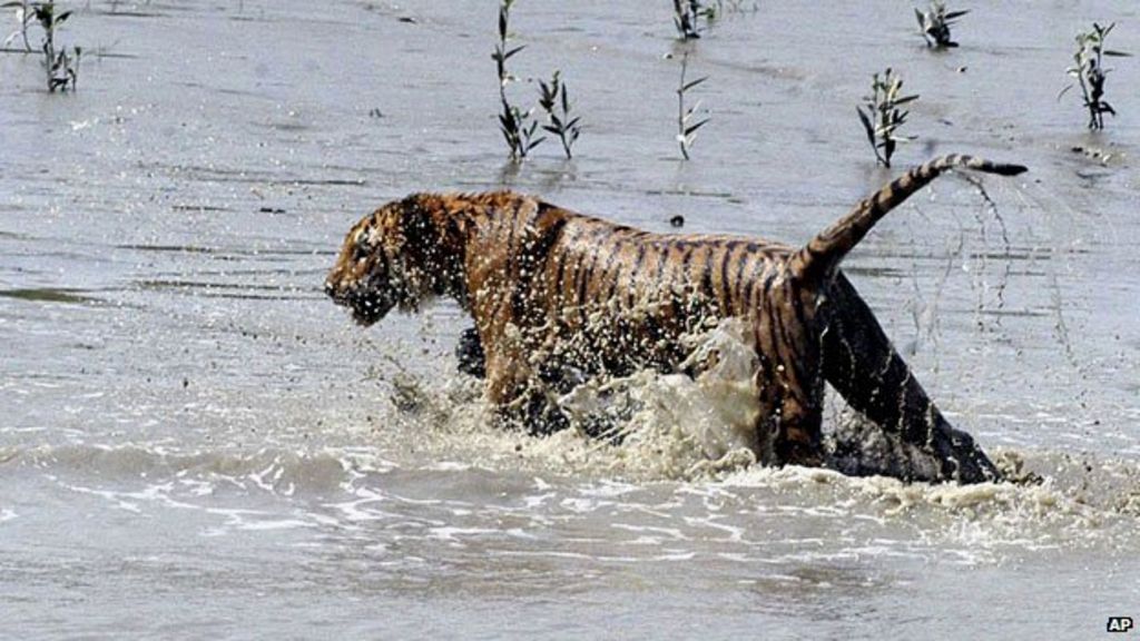 Face To Face With A Man Eating Tiger Bbc News