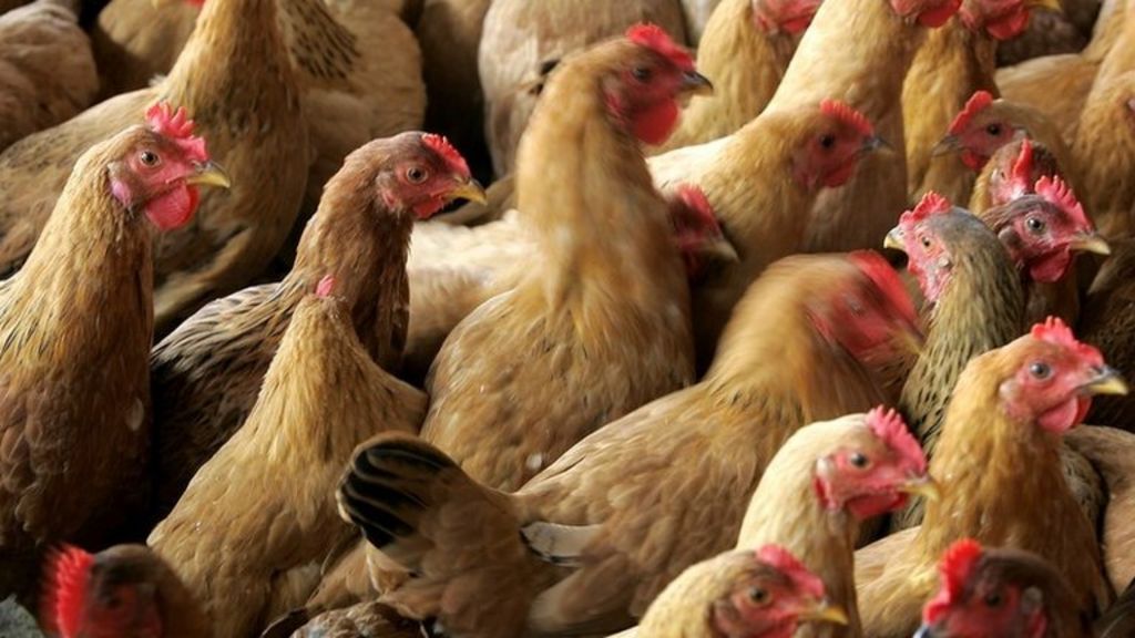 Bird flu: Egyptian woman dies of H5N1 virus - BBC News