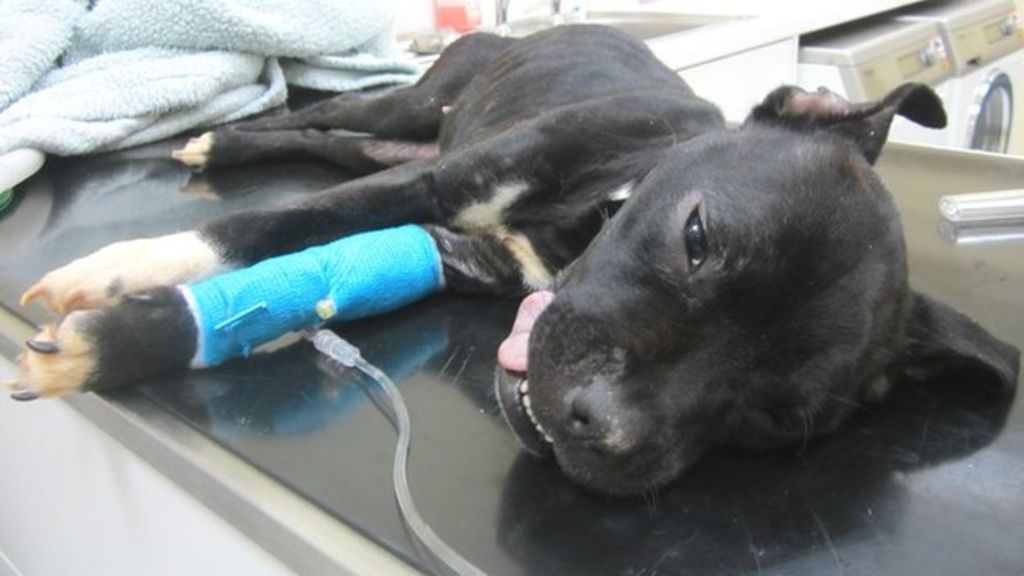 Emaciated dog handed into Fife vet dies during operation BBC News