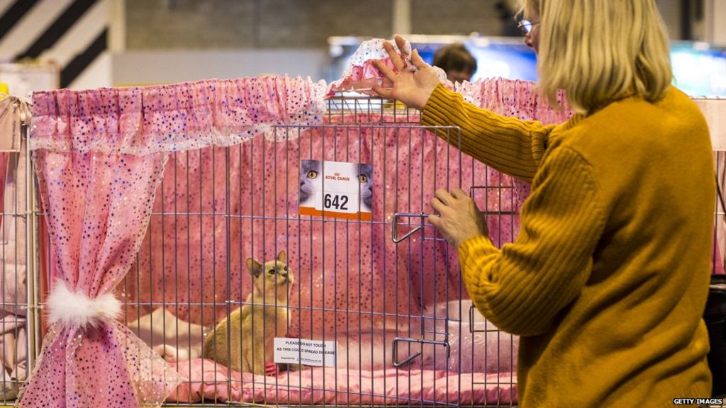 Supreme Cat Show contest at Birmingham NEC BBC News