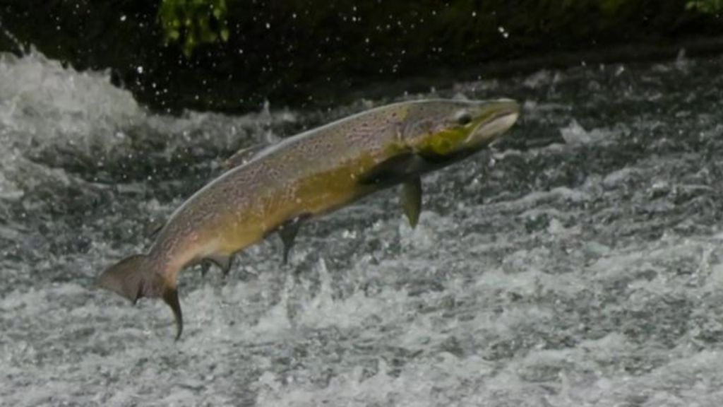Salmon return to UK rivers after conservation projects BBC News