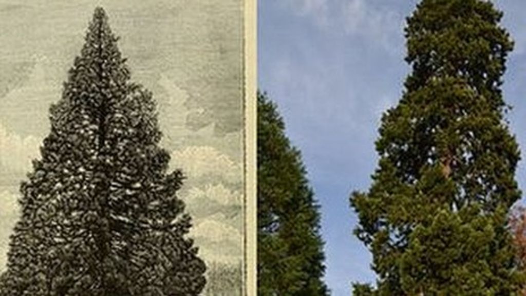 Wrest Park Christmas 2022 Oldest' Christmas Tree At Wrest Park To Be Decorated - Bbc News