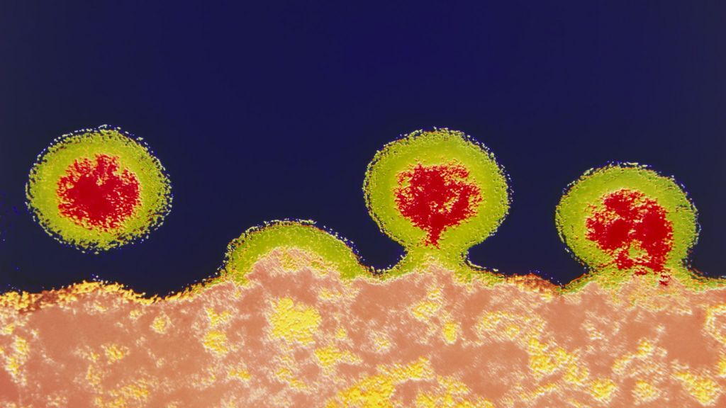 HIV Why is the virus so 'successful'? BBC News