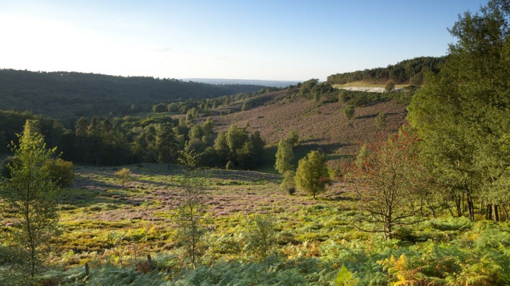 Hindhead Commons Christmas Tree Harvest Helps Ecology Bbc News