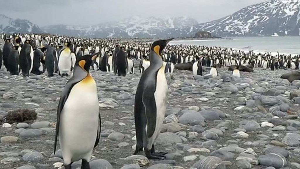 Tens Of Thousands Of Penguins Gather For Nesting Season - BBC News