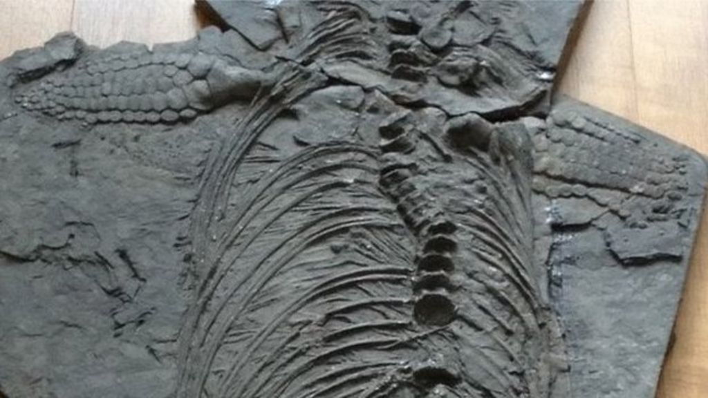 7ft ichthyosaur fossil found on beach near Penarth BBC News