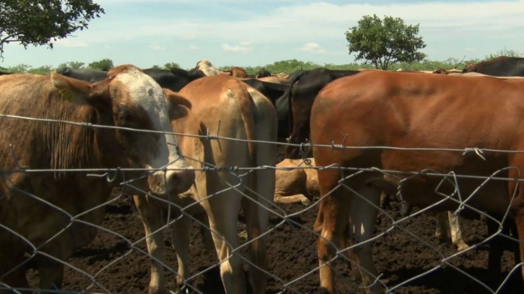 cattle farming business plan in botswana