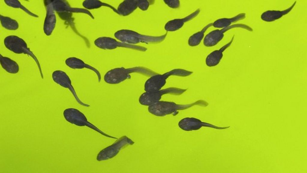 What Do Tadpoles Eat Uk