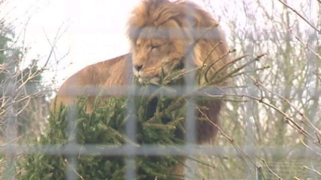 Linton Zoo lions play with old Christmas trees BBC News