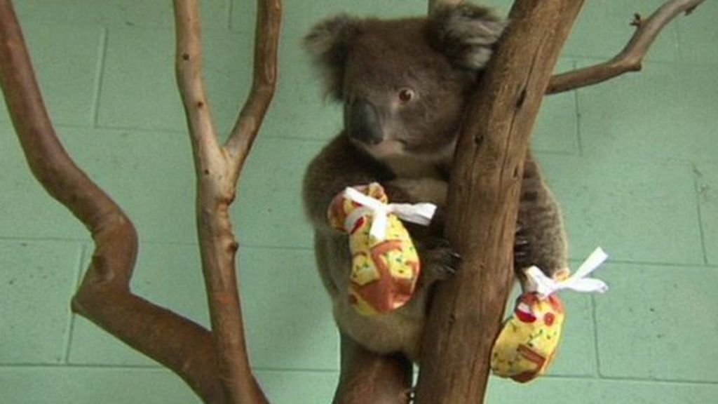 Koalas Caught In Australian Bushfires Given Mittens To Recover