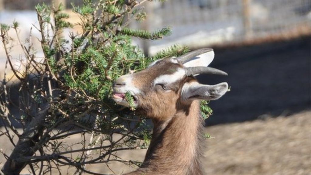 Goats help to recycle your Christmas trees BBC Newsround