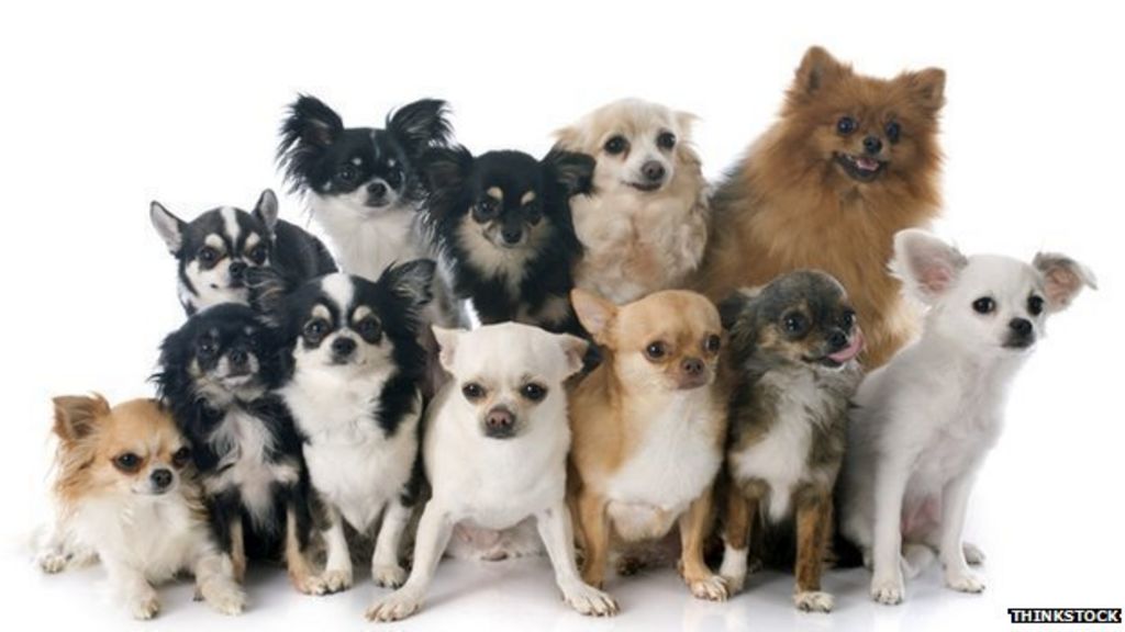 Dog map: Find the top pooch in your postcode - BBC News