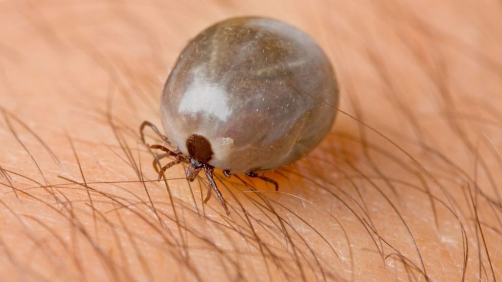 Lyme disease testing improvement campaign BBC News