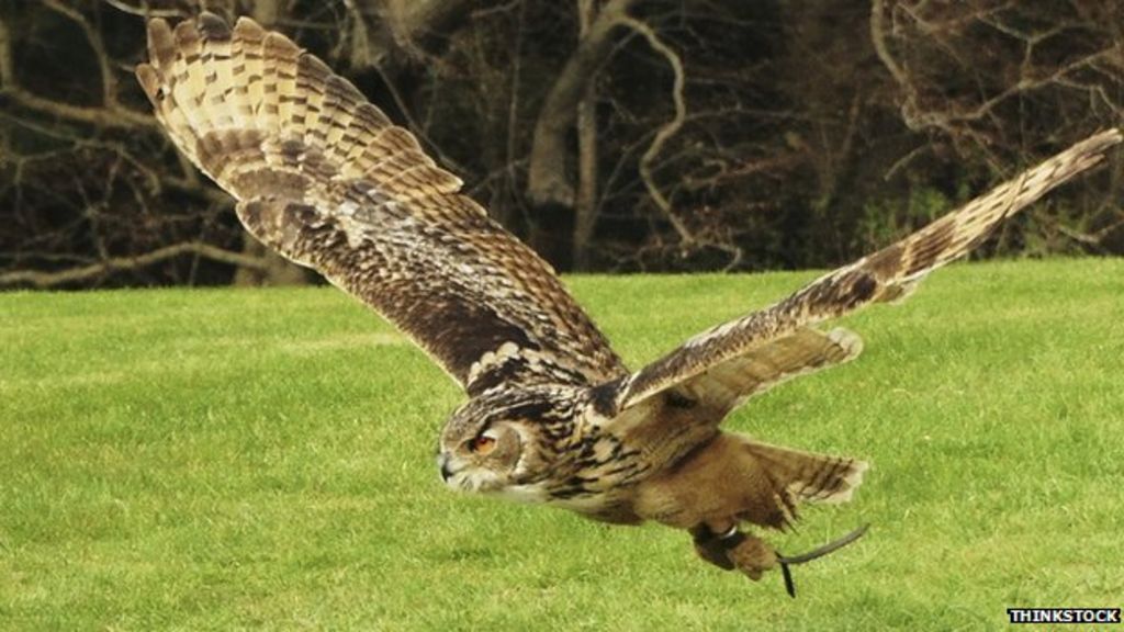 Large eagle owl seen on the loose in Perthshire - BBC News