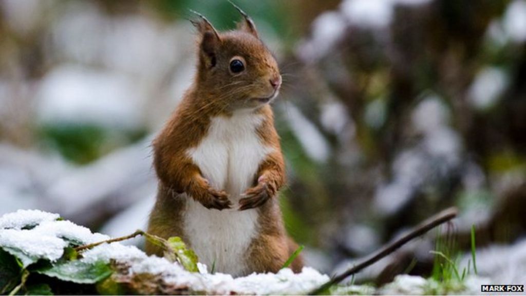 Jersey animal law change to help wildlife groups BBC News