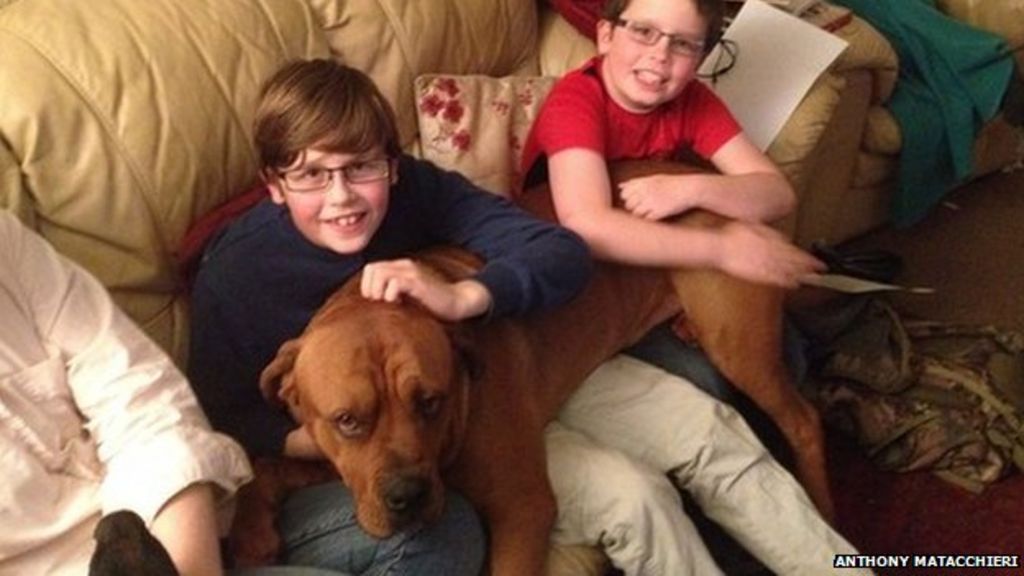 Huntingdon Japanese Tosa dog owner sentenced BBC News