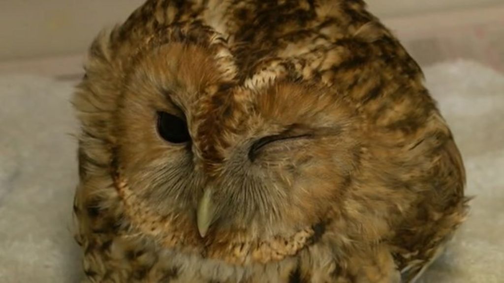 Tawny Owl Trapped In Roof Rack For 10 Miles Bbc News