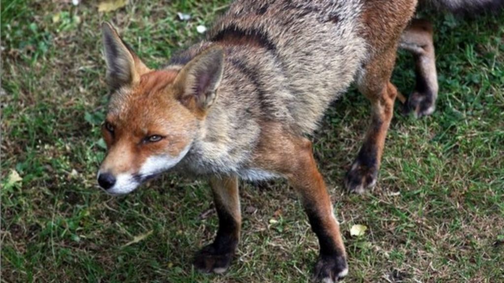 Appeal after foxes violently killed at Rutherglen nature reserve - BBC News