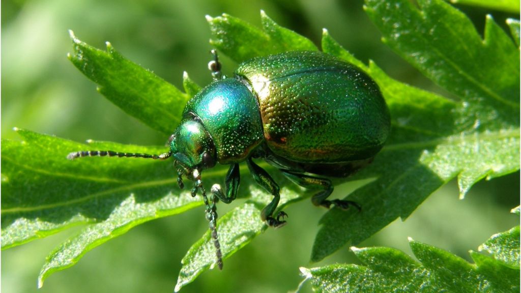Conservation concern for UK insects - BBC News