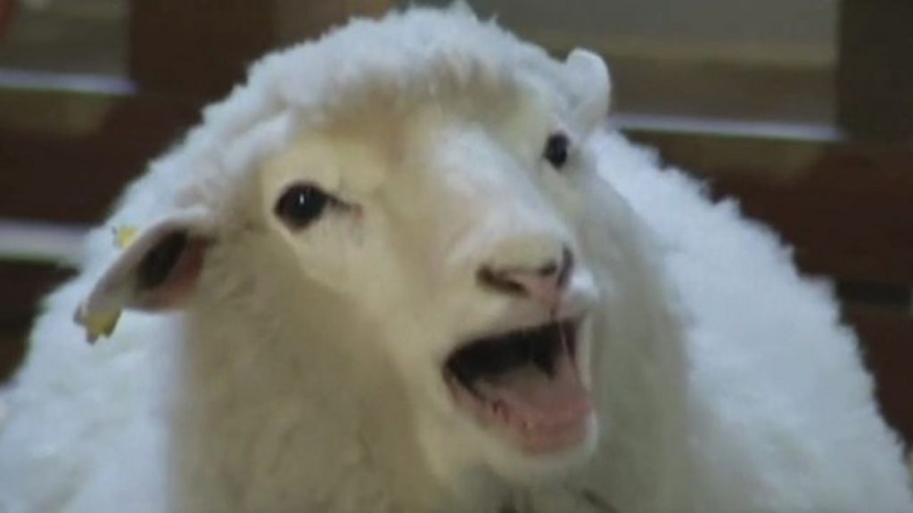 Chinese Lunar New Year confusion over sheep - BBC News