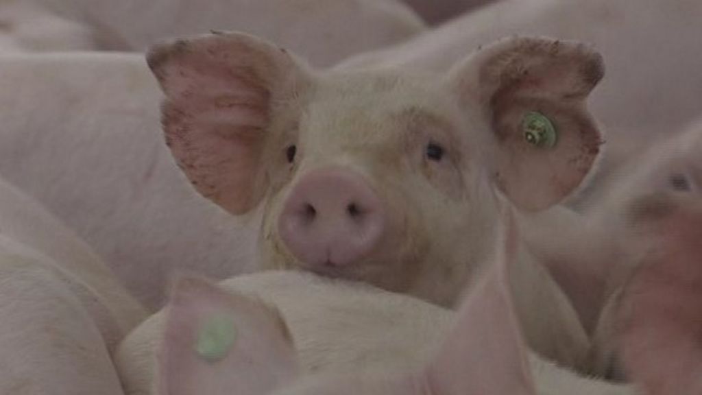 Telling porkies? One third of DNA-tested pork 'not sourced in Ireland ...