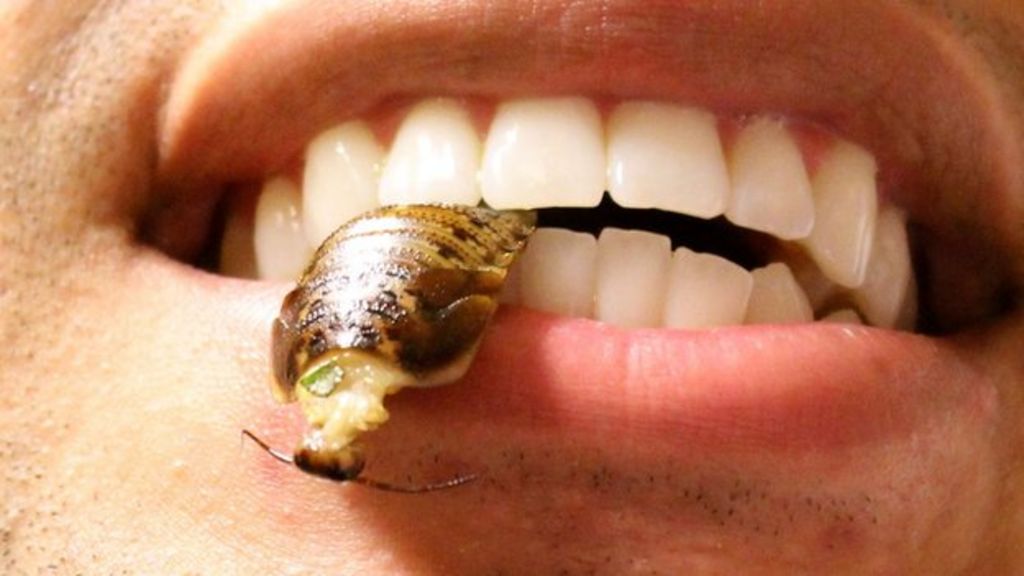 The 30day worm and cricket diet BBC News
