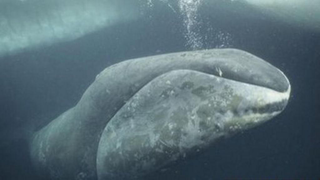 Rare arctic bowhead whale seen off Cornwall - BBC News