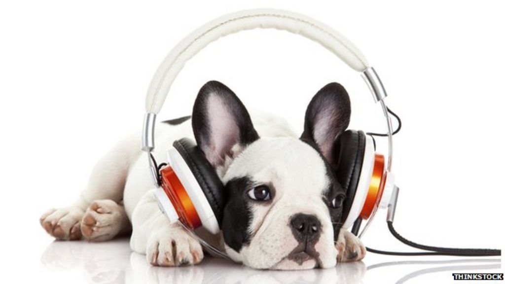 Do Dogs Like Music? Scientists Say Yes: Here's What Music Dogs Like