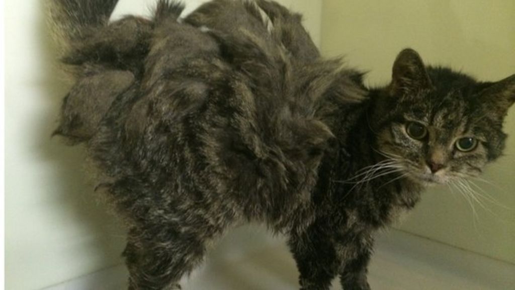 Severely matted cat found in shed in Fife garden - BBC News