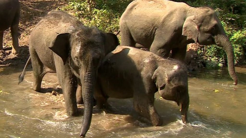 Habitat destruction threatens China's wild elephants BBC News