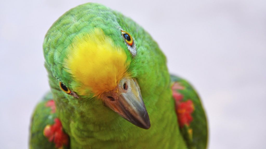 Escaped parrot reunited with owner after man's rooftop rescue - BBC News