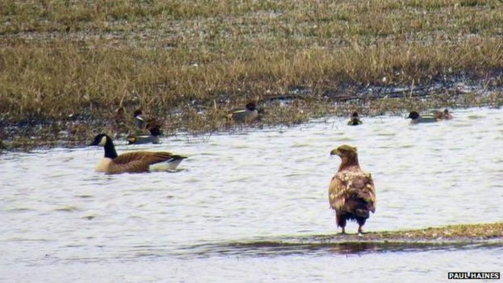 White-tailed sea eagle travels towards Norfolk Broads - BBC News